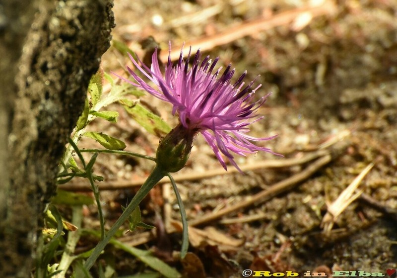 Centaurea ilvensis photo 4