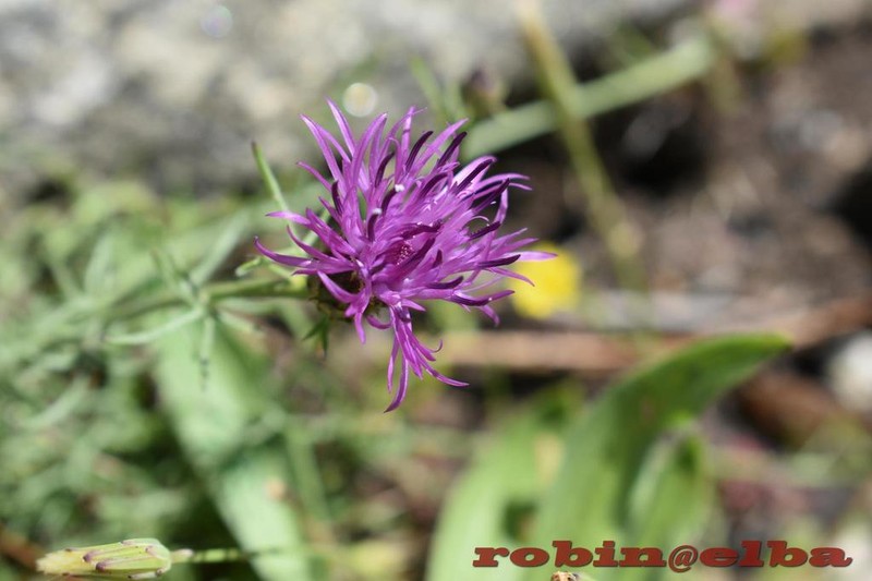 Centaurea ilvensis photo 5