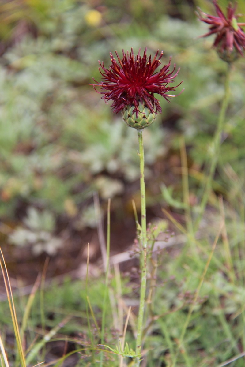 Centaurea immanuelis-loewii