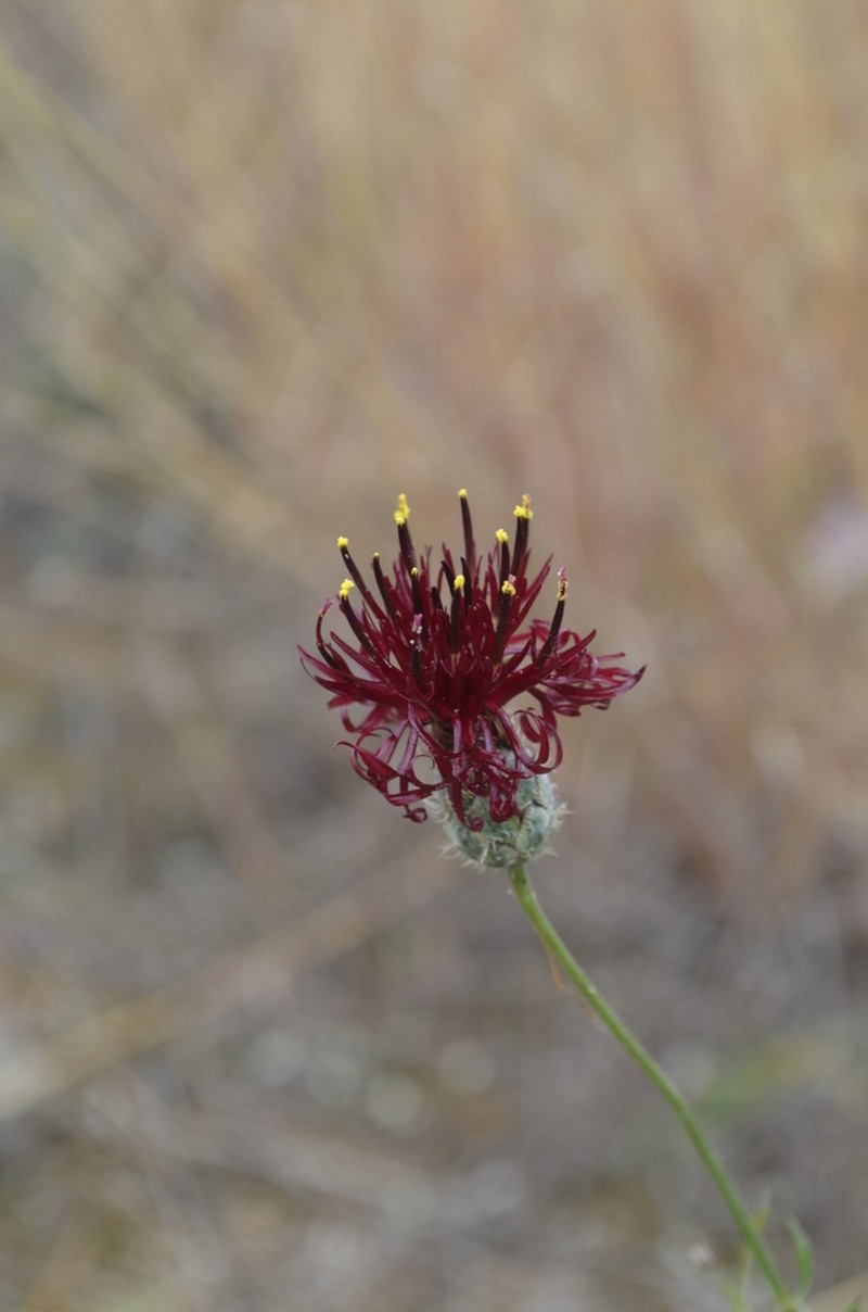 Centaurea immanuelis-loewii photo 2