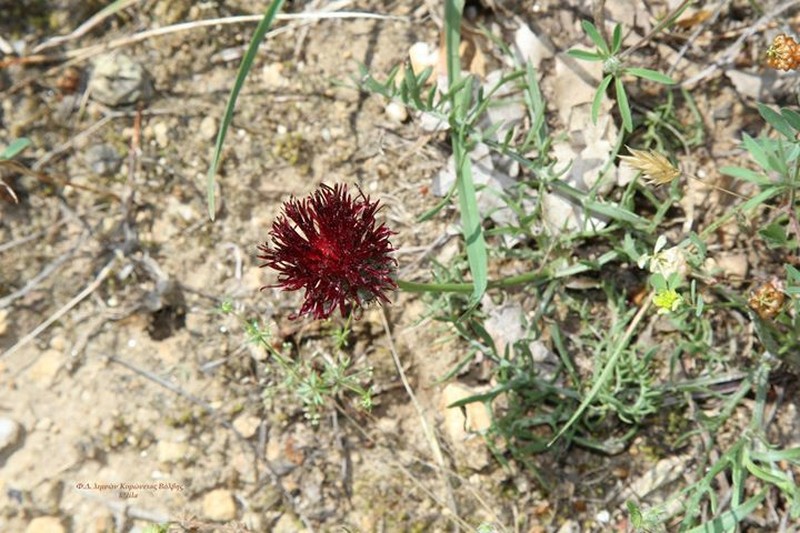 Centaurea immanuelis-loewii photo 3