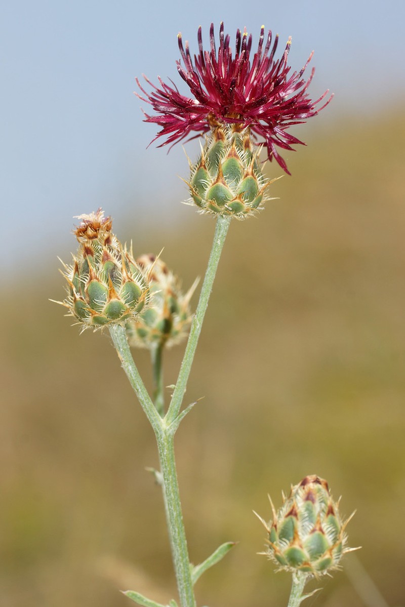 Centaurea immanuelis-loewii photo 5