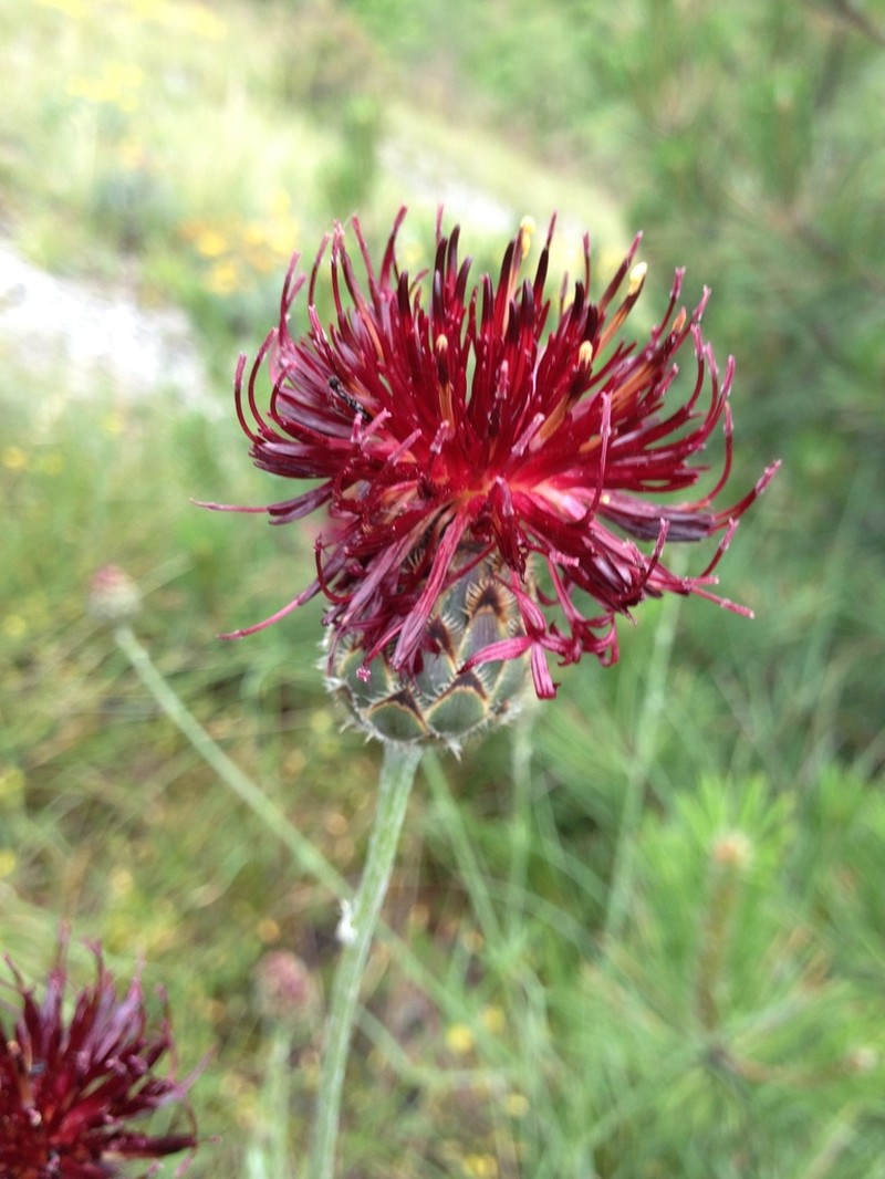 Centaurea immanuelis-loewii photo 6