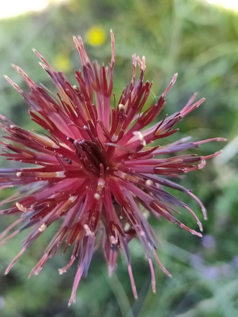 Centaurea immanuelis-loewii photo 7