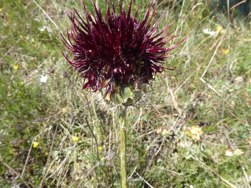 Centaurea immanuelis-loewii photo 8