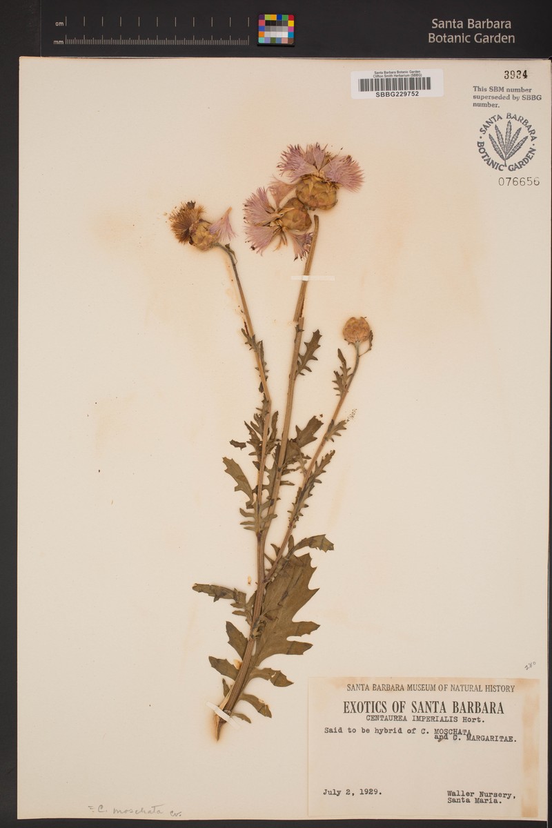 Centaurea imperialis photo 2