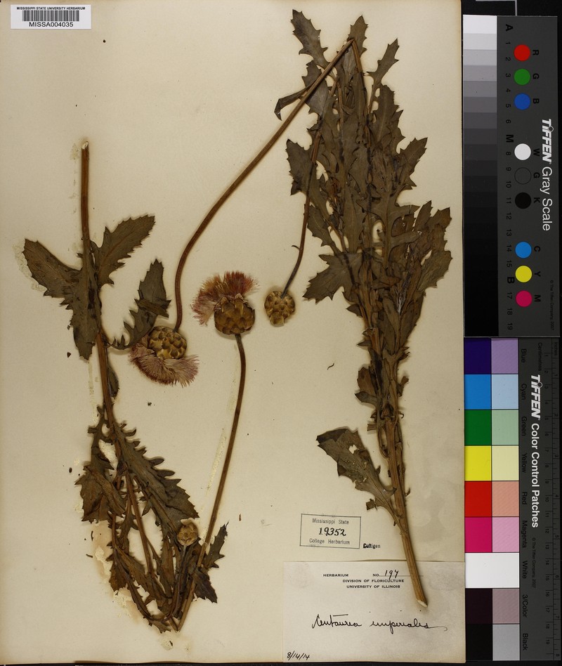 Centaurea imperialis photo 3