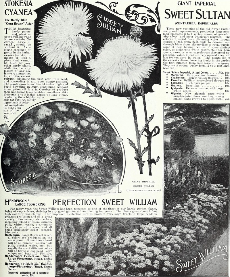 Centaurea imperialis