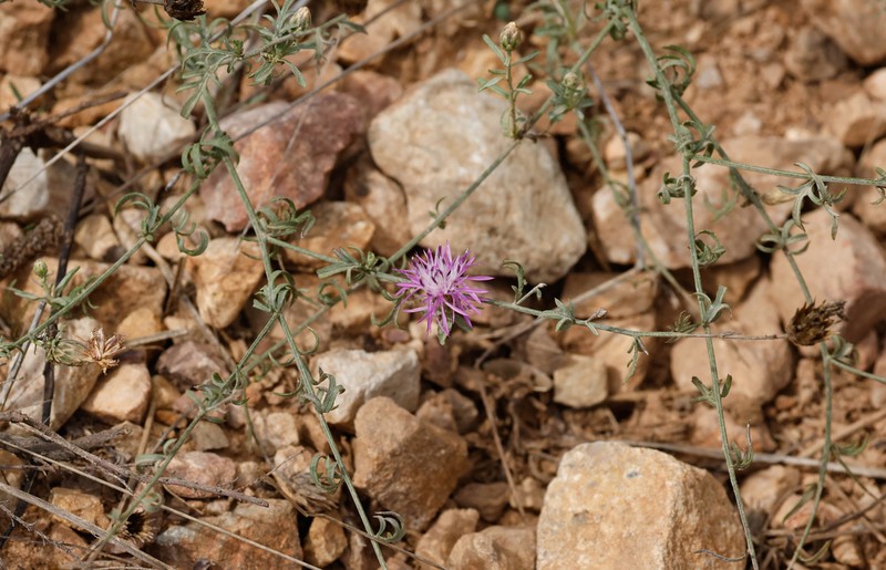 Centaurea inermis
