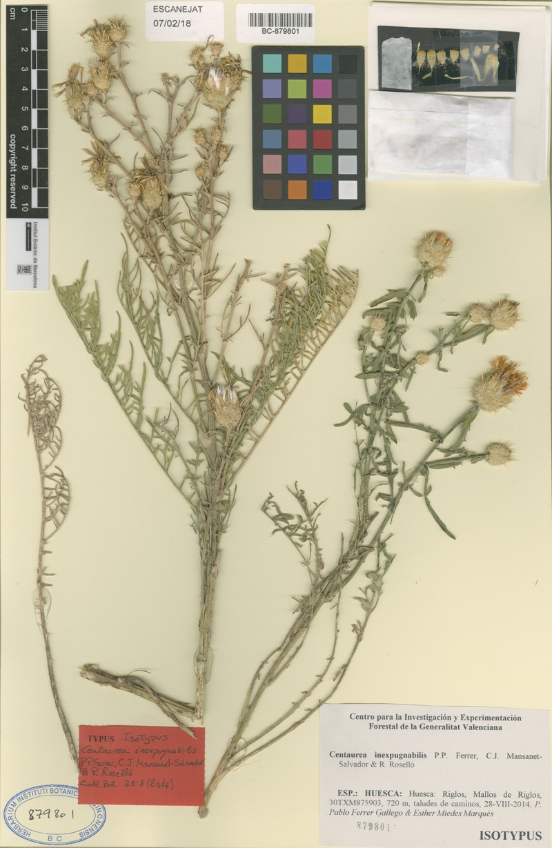Centaurea inexpugnabilis