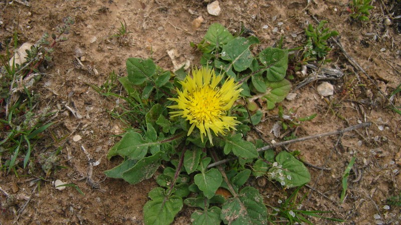 Centaurea involucrata