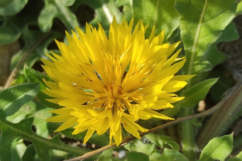 Centaurea involucrata photo 2