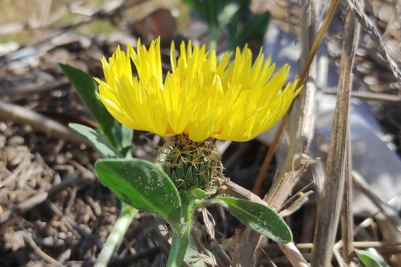 Centaurea involucrata photo 3