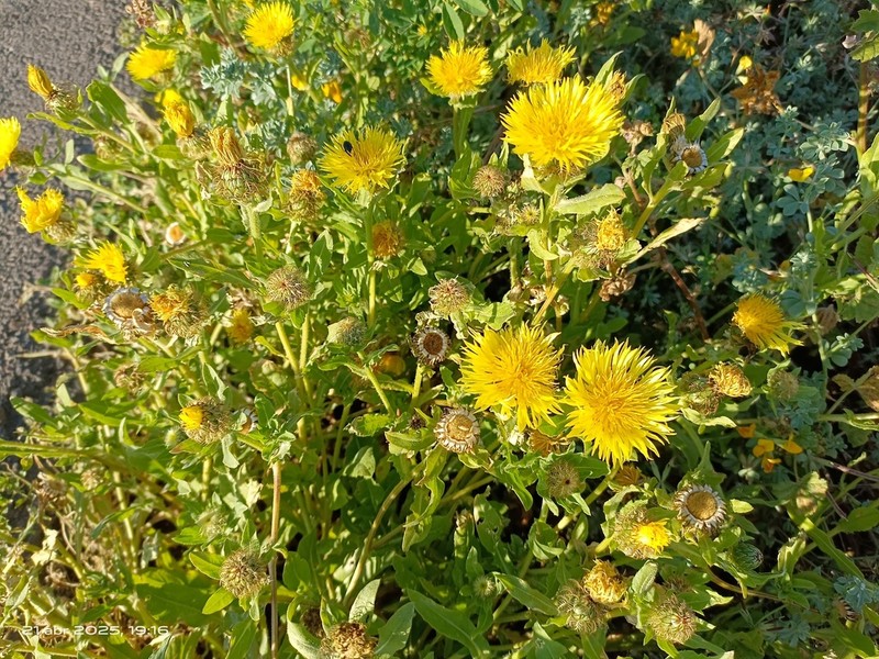 Centaurea involucrata photo 4