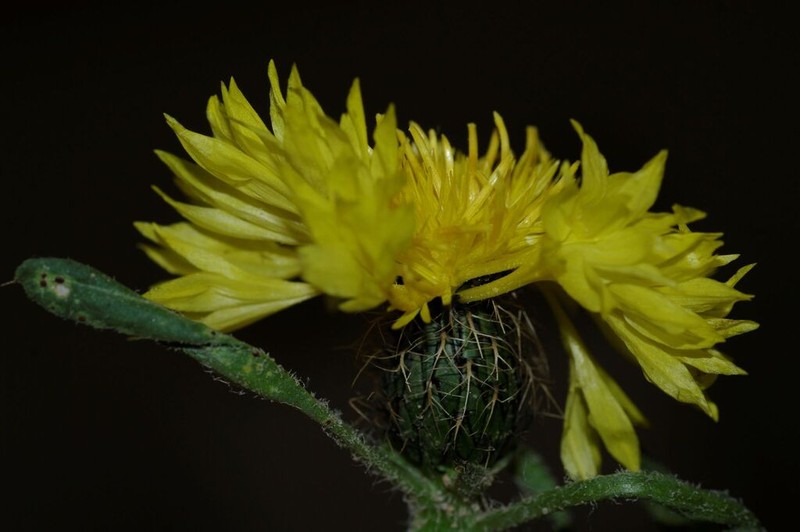Centaurea involucrata photo 5