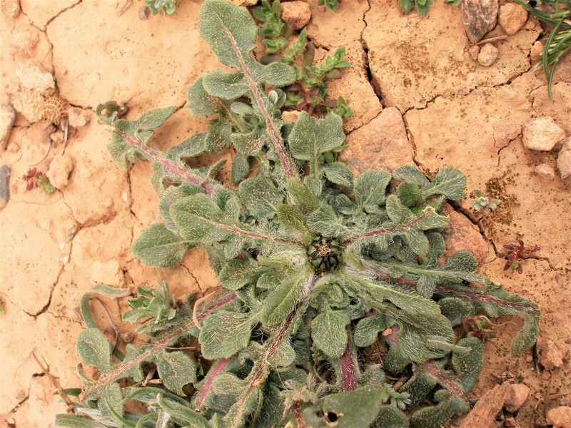 Centaurea involucrata photo 6