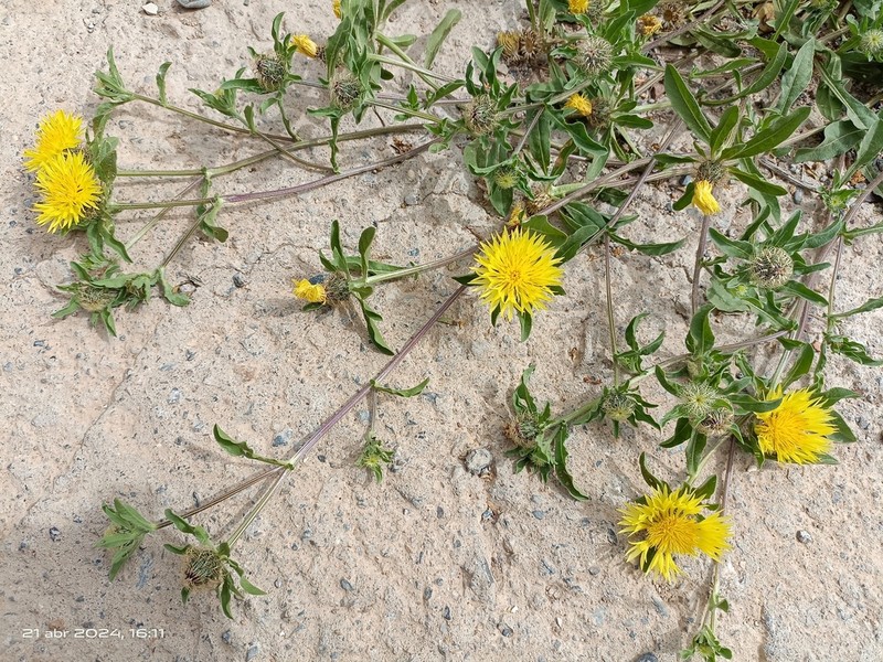 Centaurea involucrata photo 7