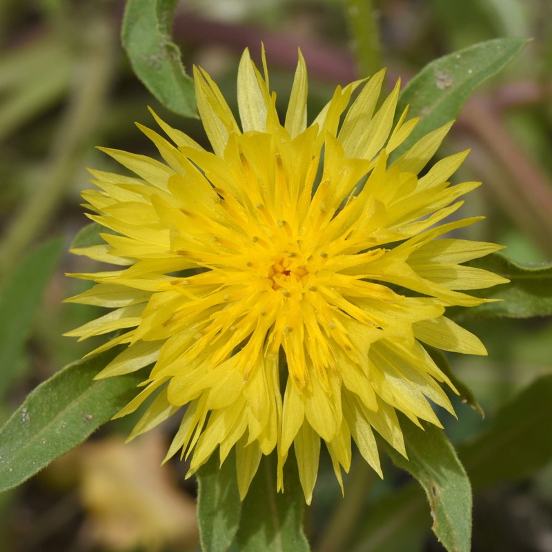 Centaurea involucrata photo 8