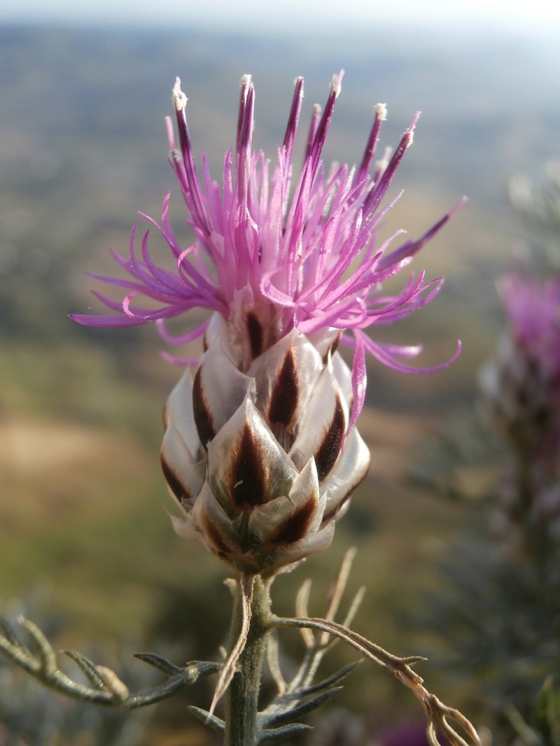 Centaurea ionica