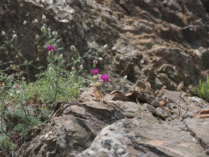 Centaurea ionica photo 2