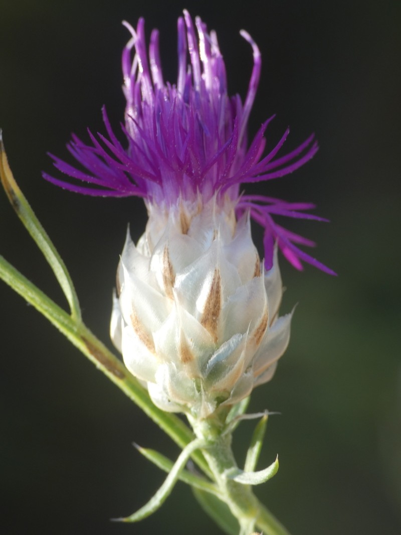 Centaurea ionica photo 3