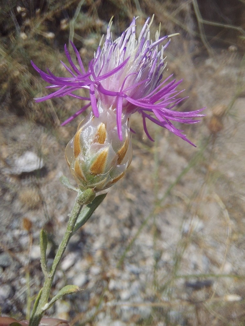 Centaurea ionica photo 4