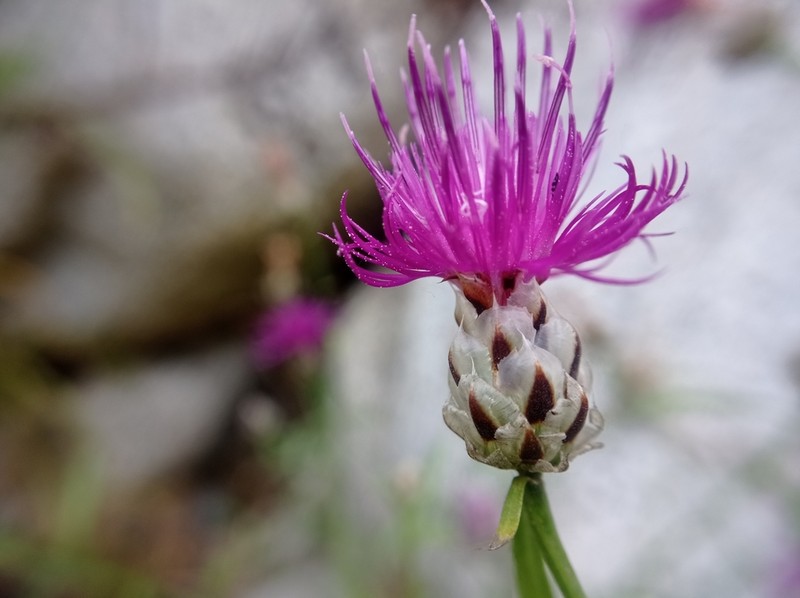 Centaurea ionica photo 5