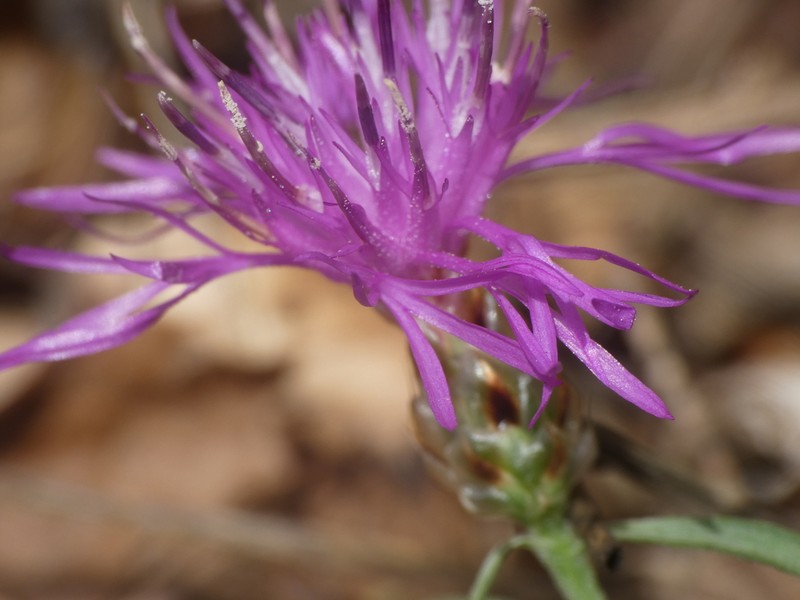 Centaurea ionica photo 6