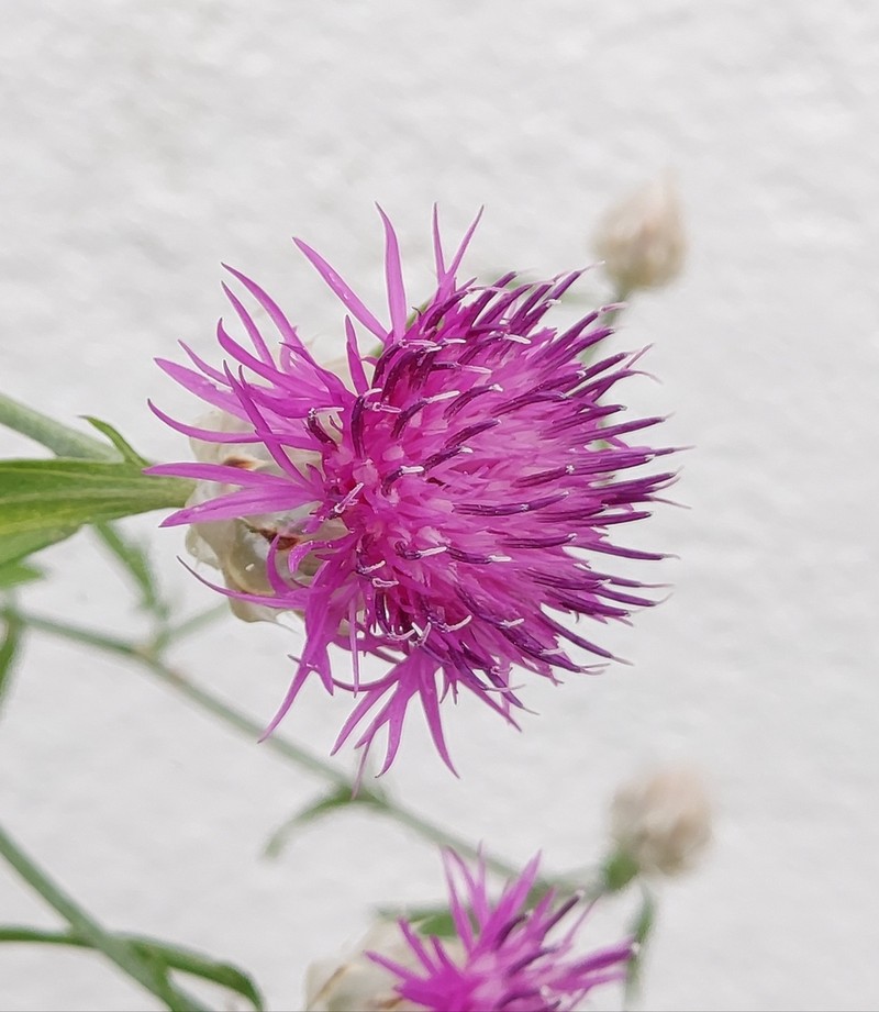 Centaurea ionica photo 7