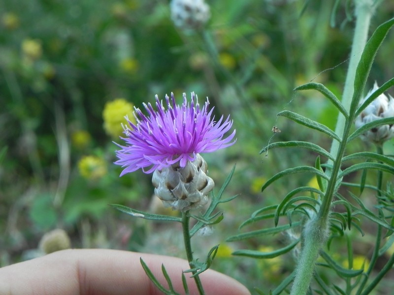 Centaurea ionica photo 8