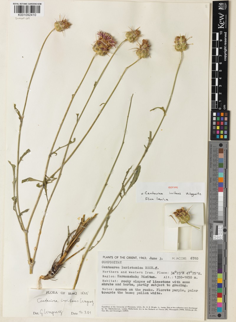 Centaurea irritans