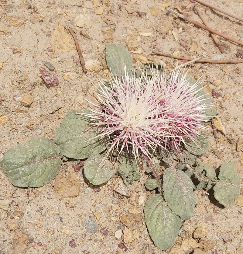 Centaurea ispahanica