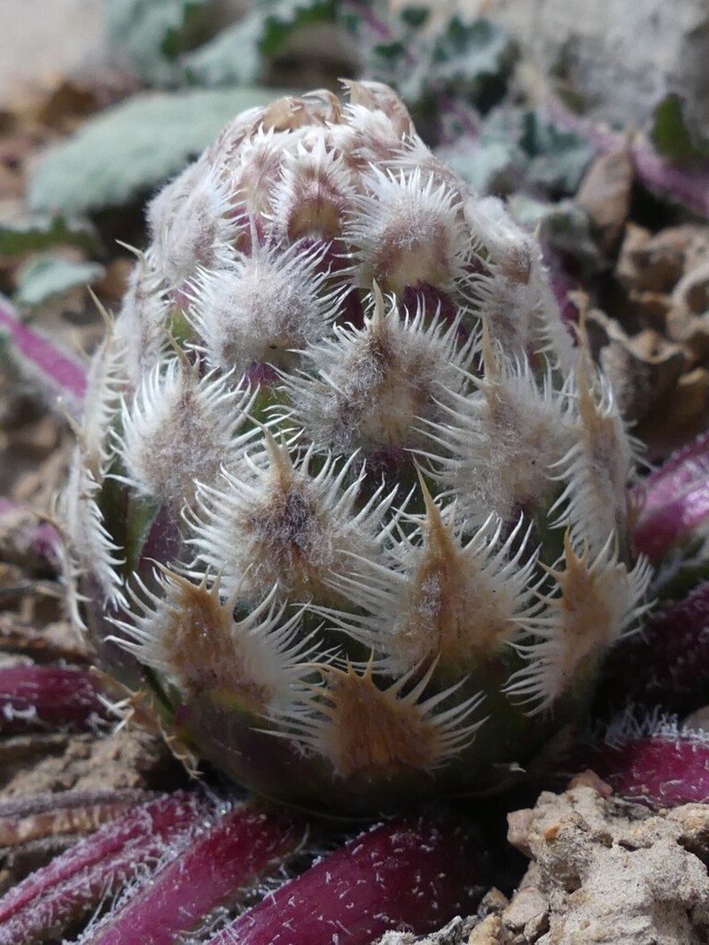 Centaurea ispahanica photo 3