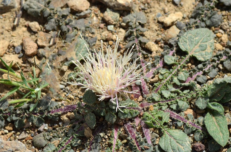 Centaurea ispahanica photo 4