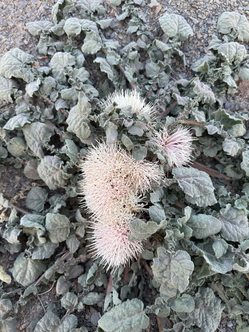 Centaurea ispahanica photo 6