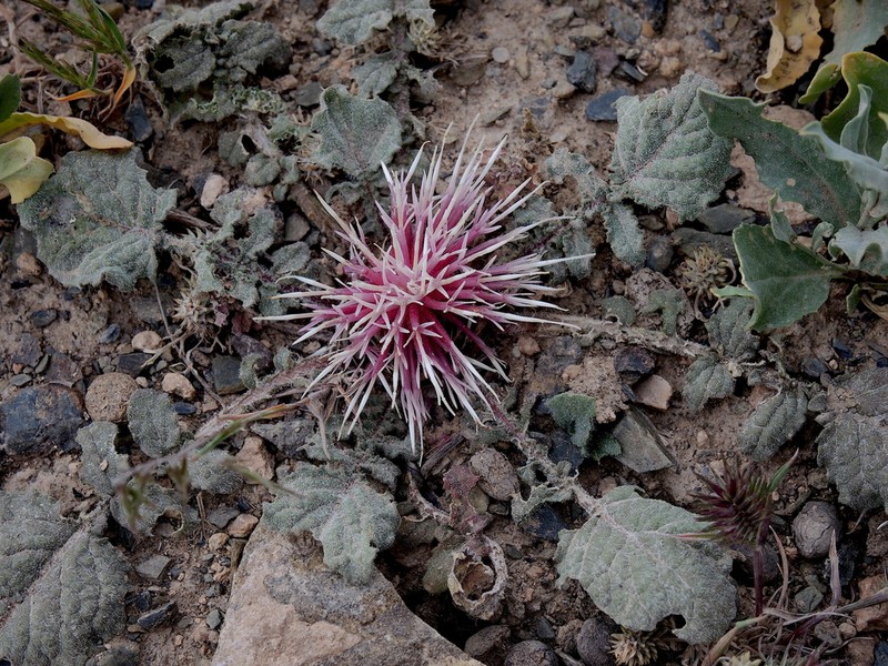 Centaurea ispahanica photo 7