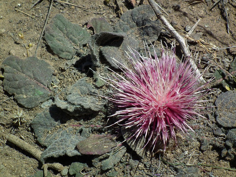Centaurea ispahanica photo 8