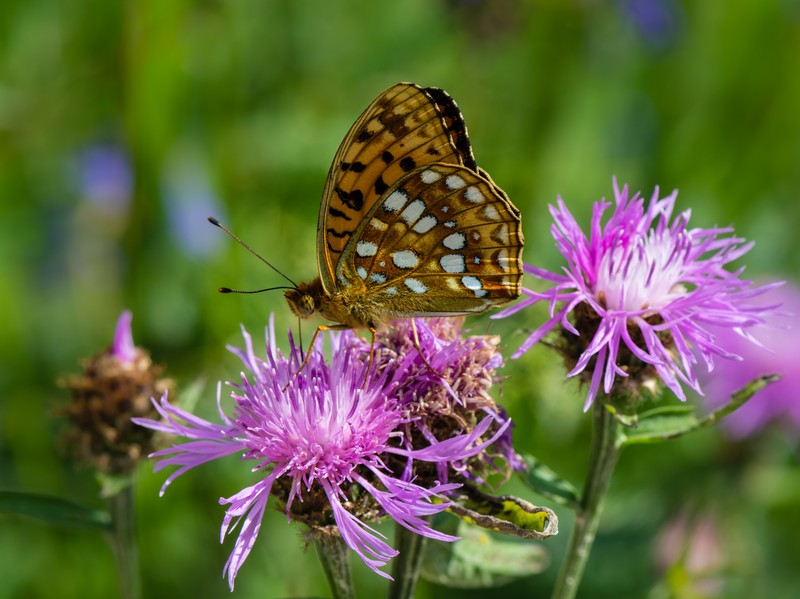 Brownray Knapweed photo 2