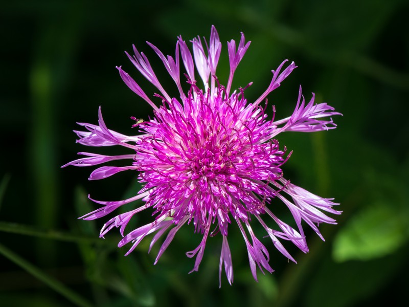Brownray Knapweed