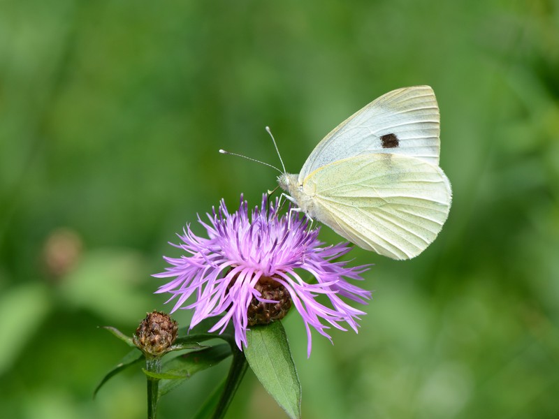 Brownray Knapweed photo 3