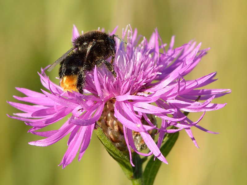Brownray Knapweed photo 4
