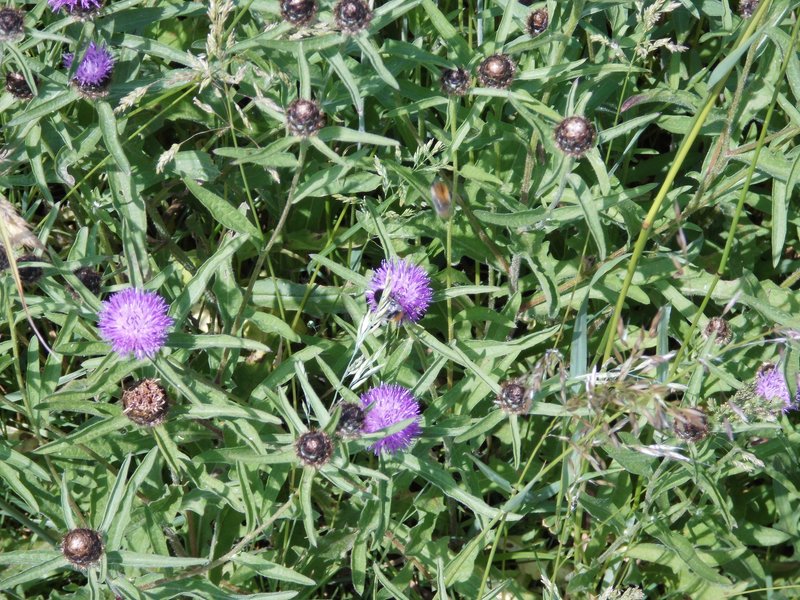Brownray Knapweed photo 5