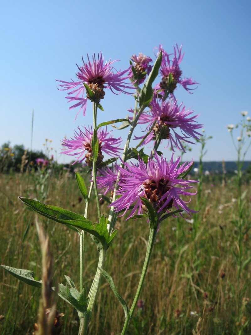 Brownray Knapweed photo 6