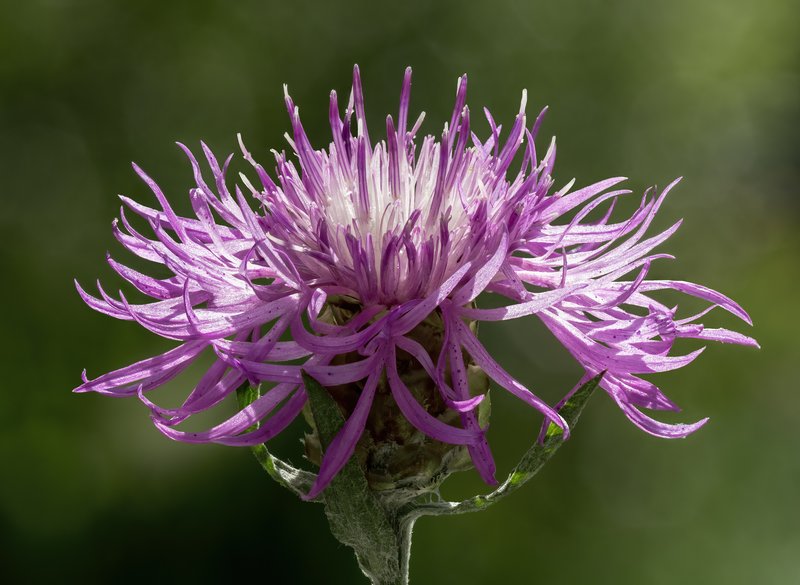 Brownray Knapweed photo 7