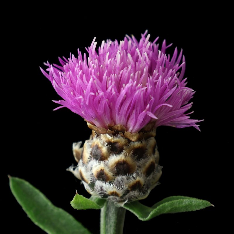 Brownray Knapweed photo 8