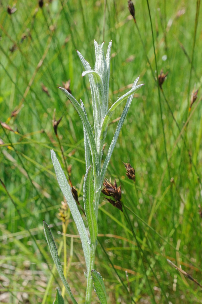 Centaurea jacea subsp. angustifolia photo 2