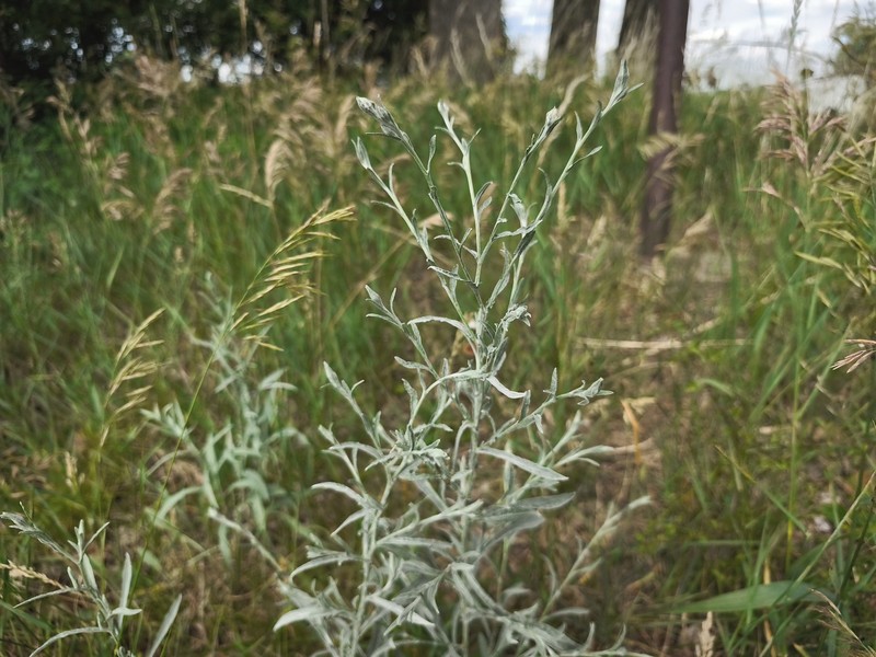 Centaurea jacea subsp. angustifolia photo 3