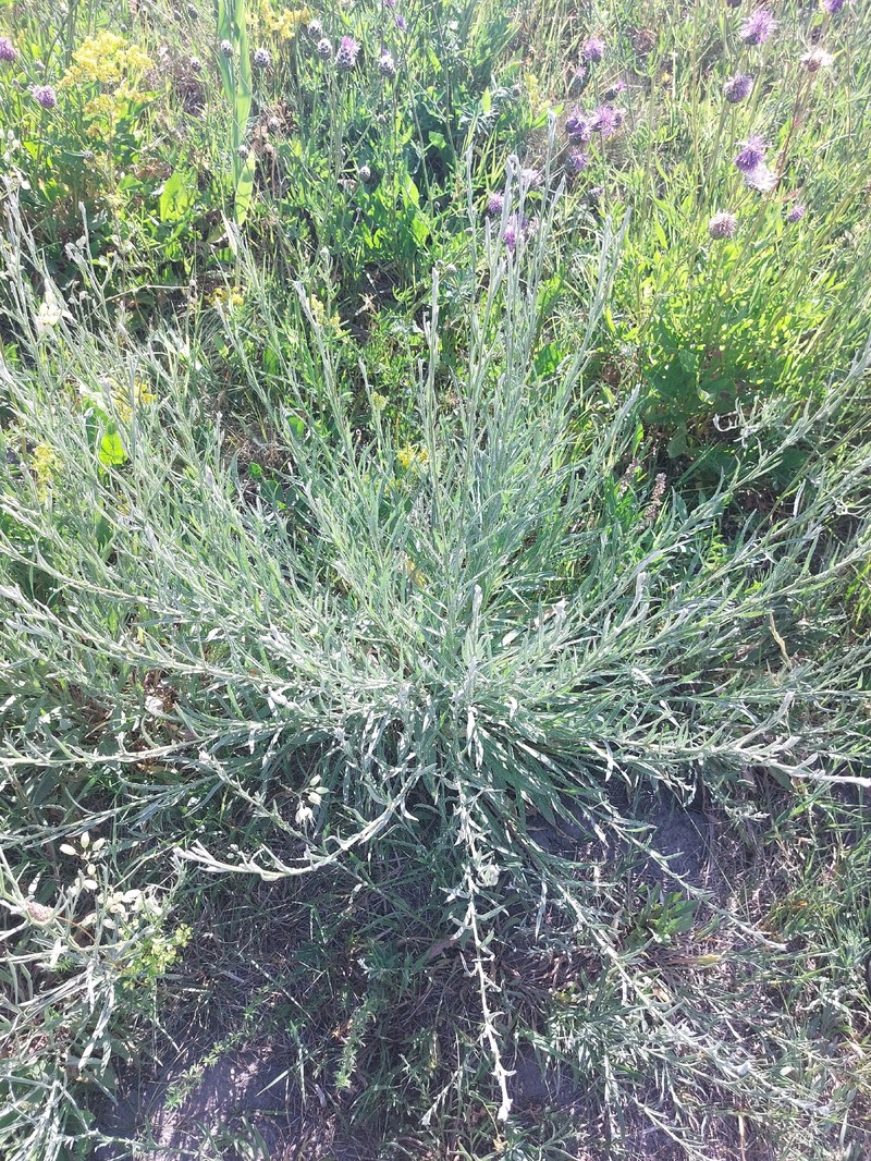 Centaurea jacea subsp. angustifolia photo 4