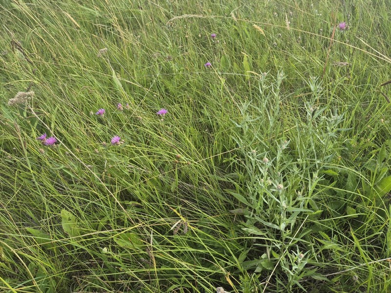 Centaurea jacea subsp. angustifolia photo 5