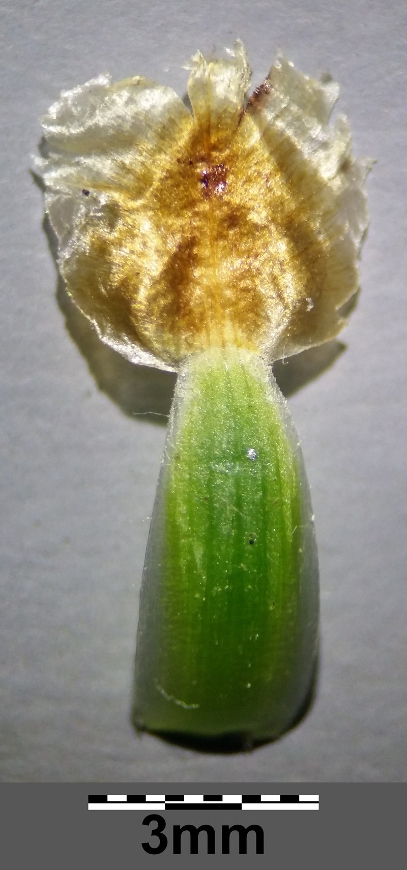 Centaurea jacea subsp. angustifolia photo 6